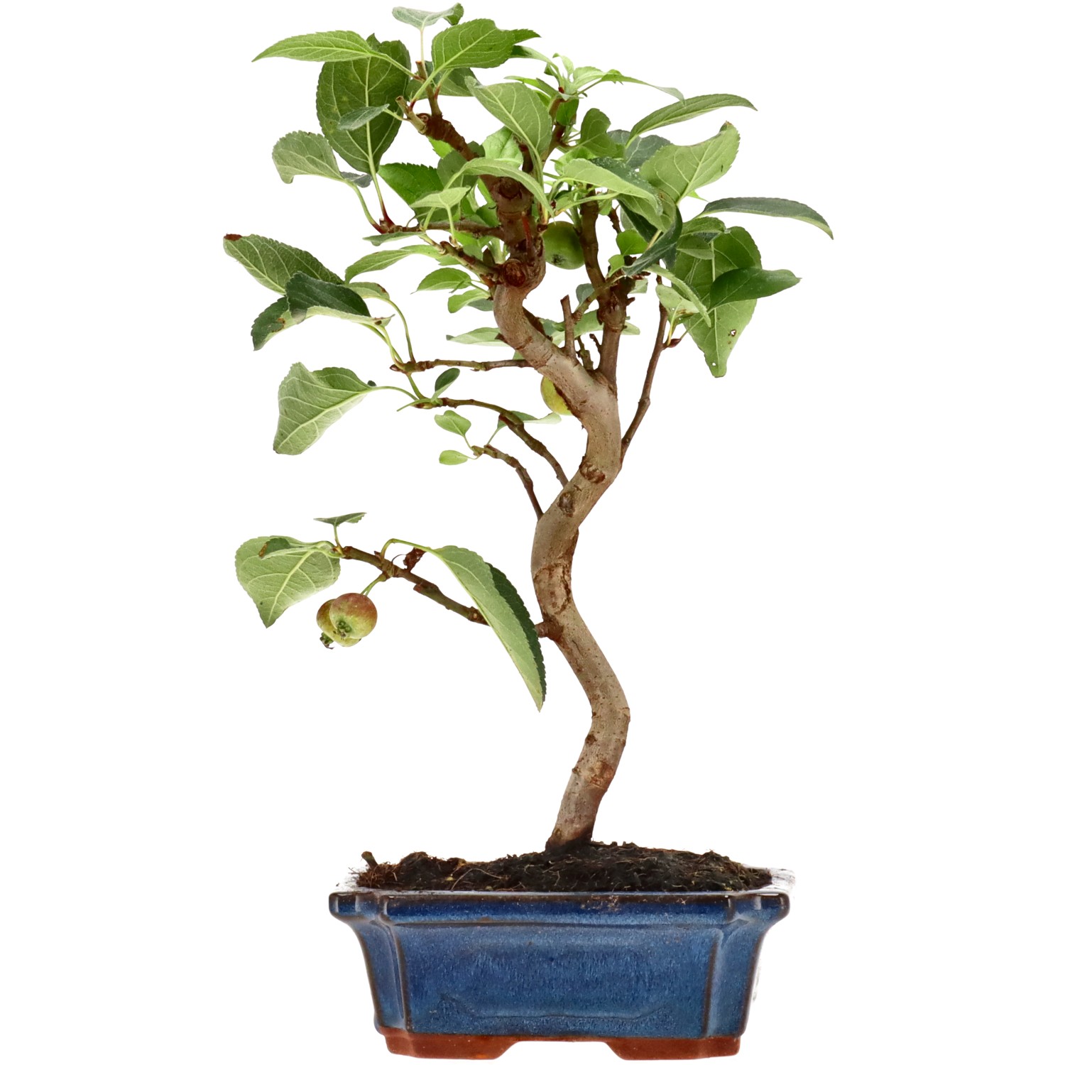 Zierapfel, ca. 10 J. (32 cm)