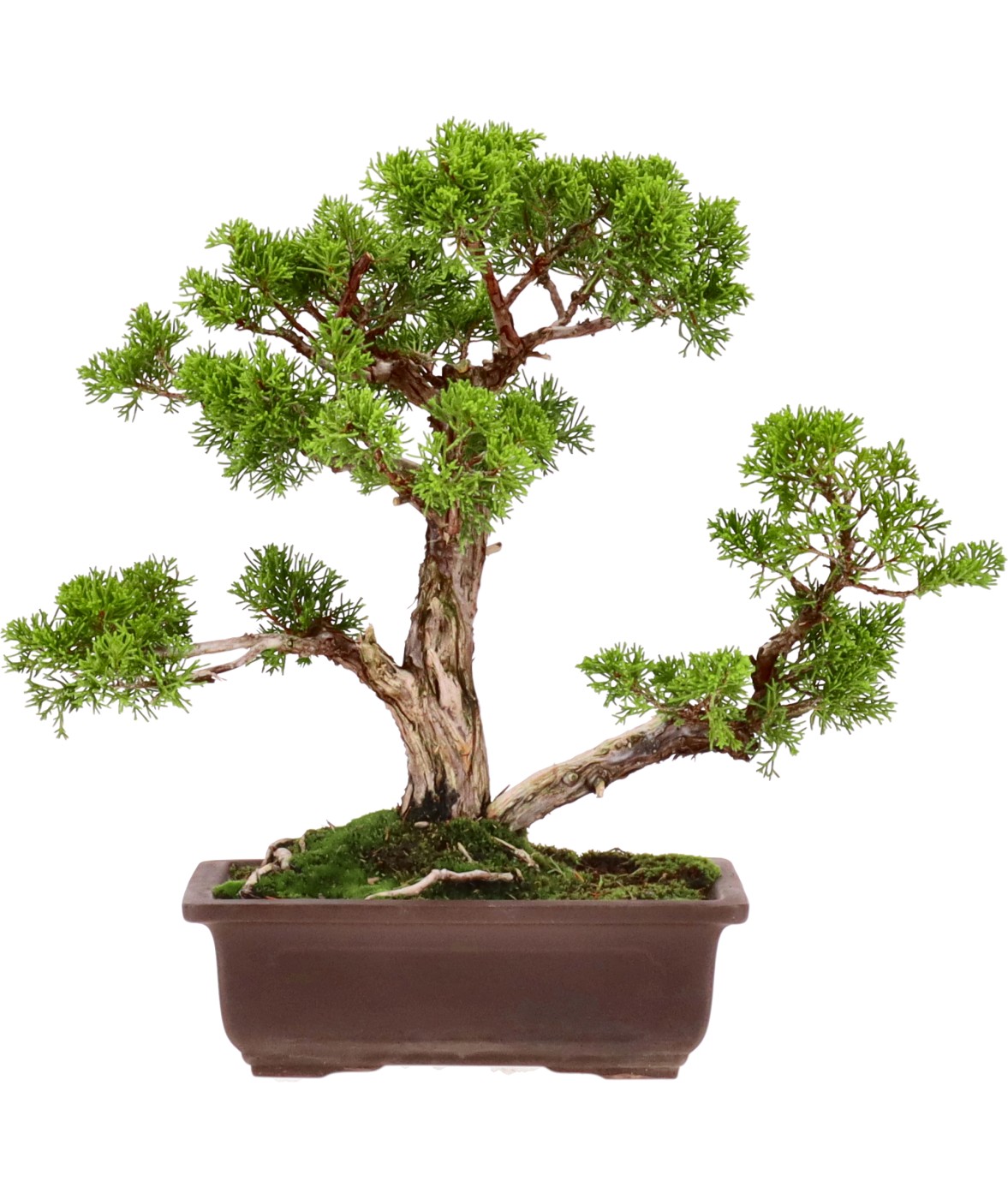 bonsai.fallbackImageTitle bonsai.fallbackImageTitle