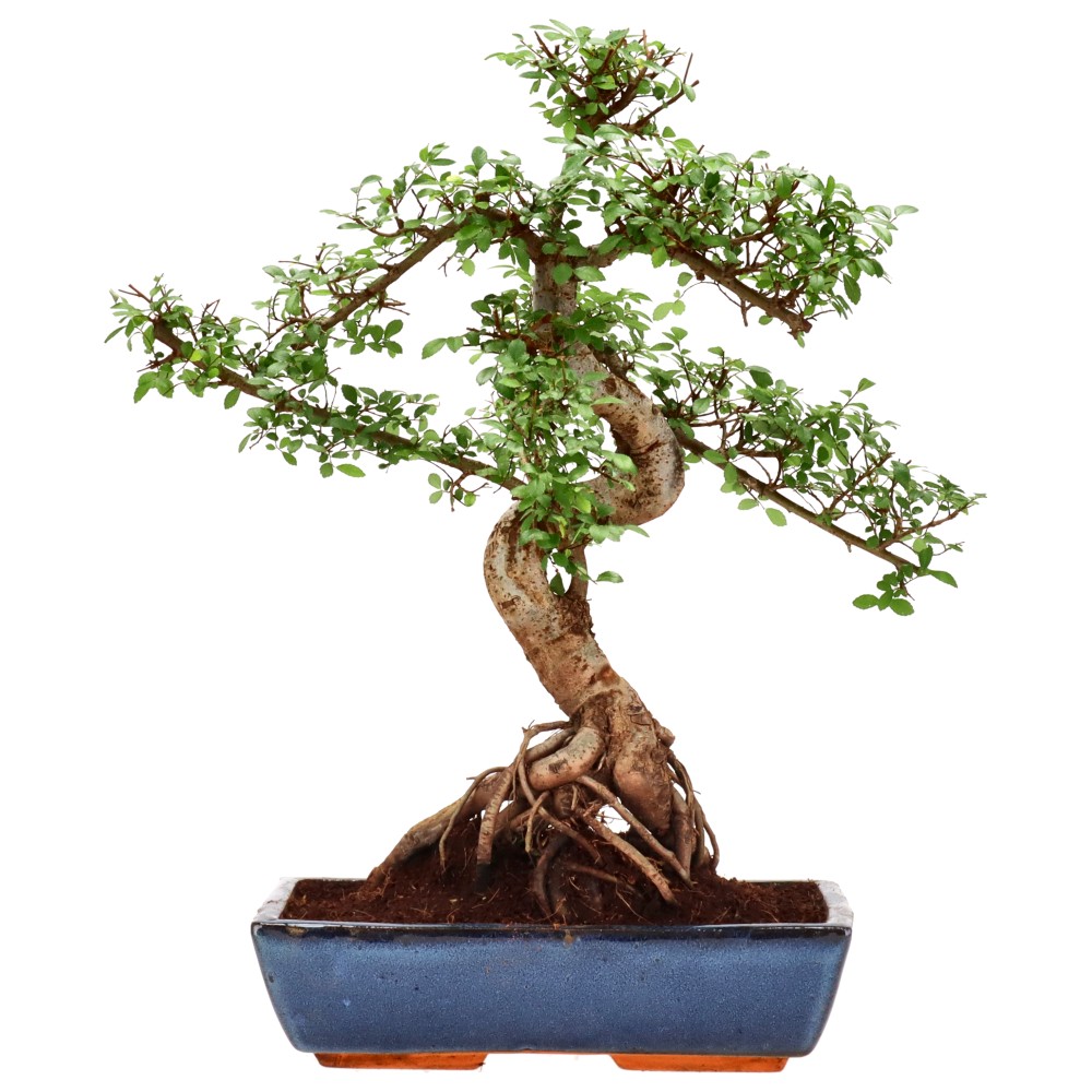 bonsai.fallbackImageTitle