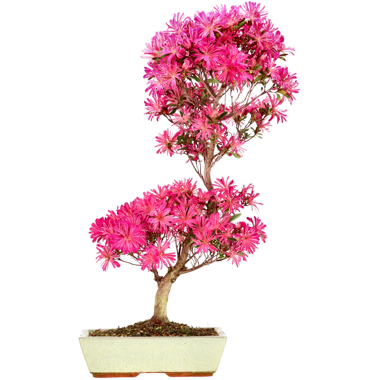 Rhododendron japonicum, ca. 14 años (61 cm)