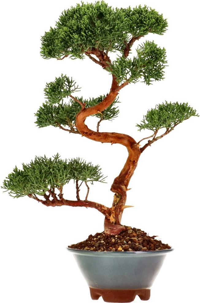 [N020] Chin. Wacholder, ca. 15 Jahre