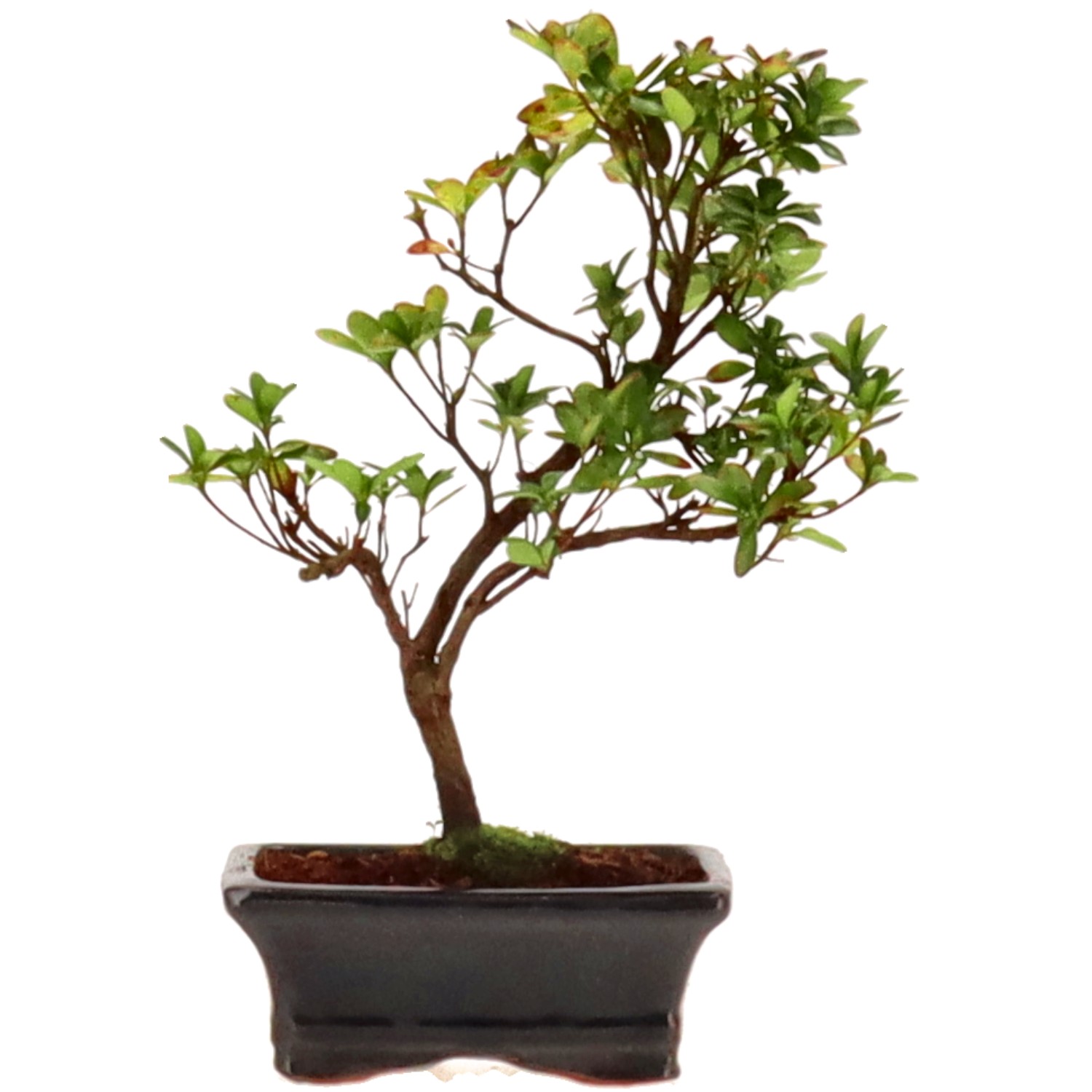 Azalea giapponese (Osakazuki), ca. 7 anni (27 cm)