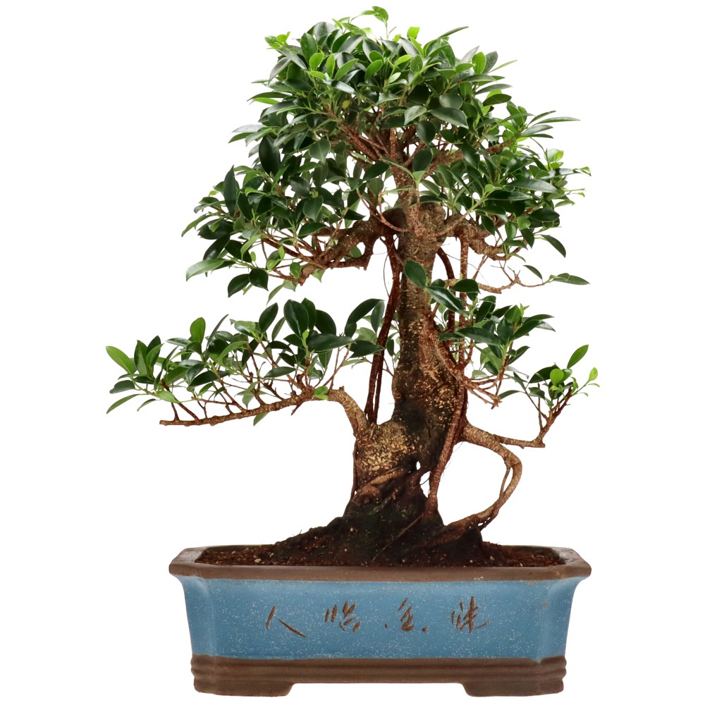 Chin. Feigenbaum (Retusa), ca. 20 J. (52 cm)