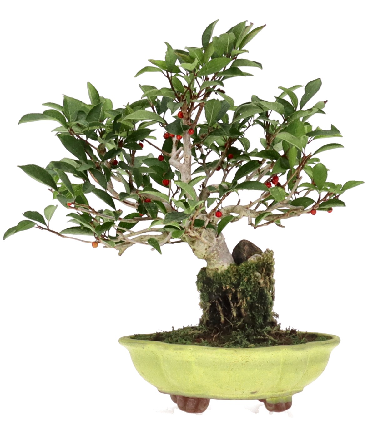 bonsai.fallbackImageTitle bonsai.fallbackImageTitle