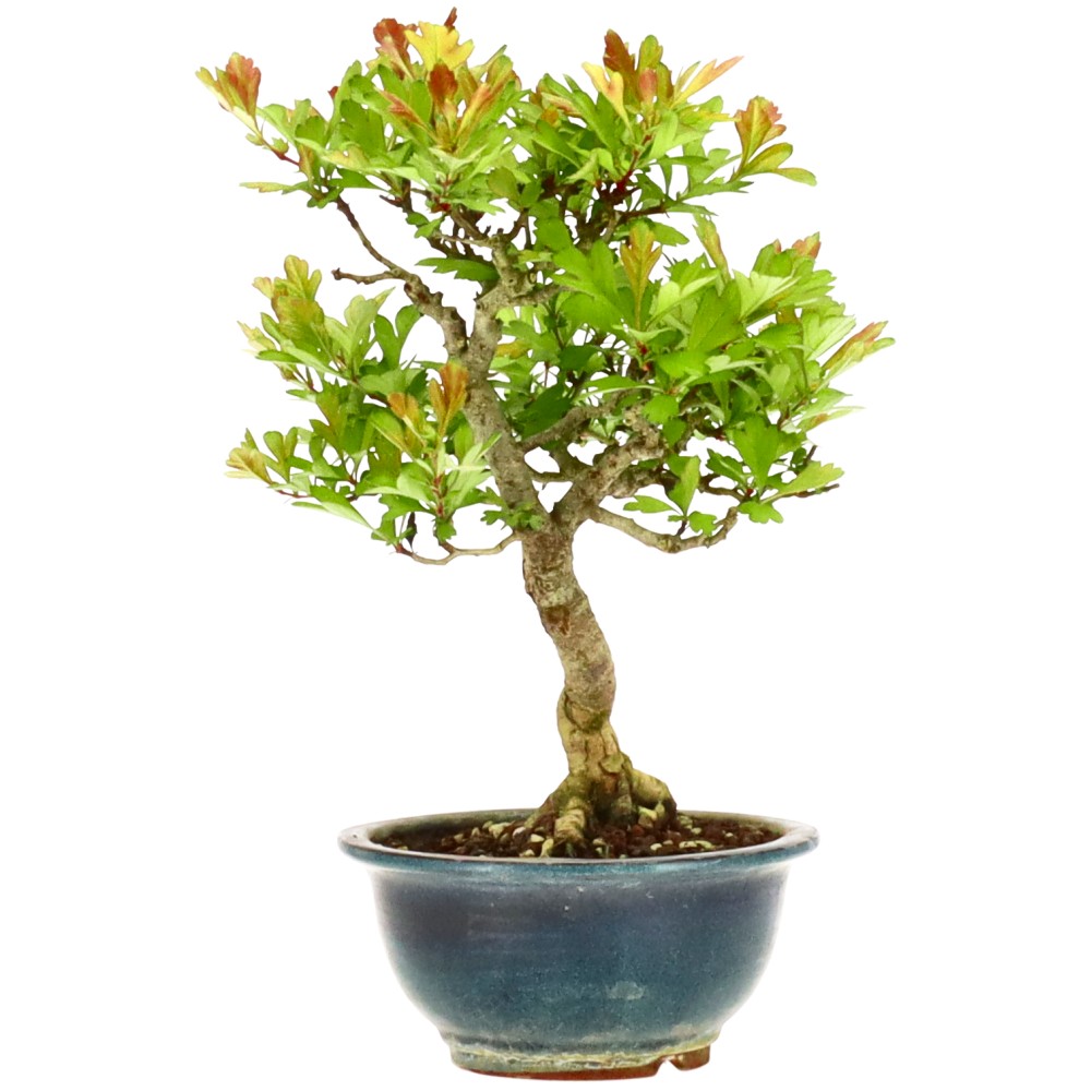 bonsai zimmerbrunnen Zimmerbrunnen, Gartenbrunnen,Bonsai Brunnen Mit Pumpe 21x16x25cm Nr.: Sino Han