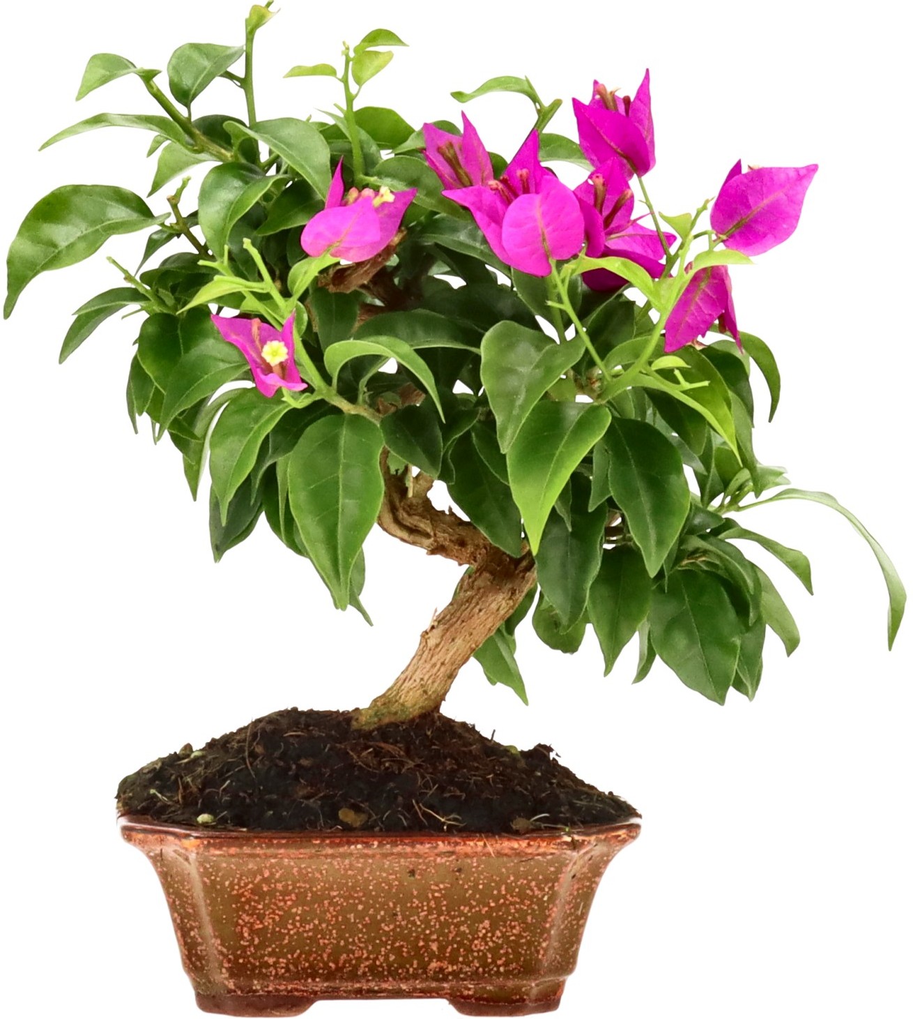 [B003] Bougainvillea (Drillingsblume), ca. 8 Jahre