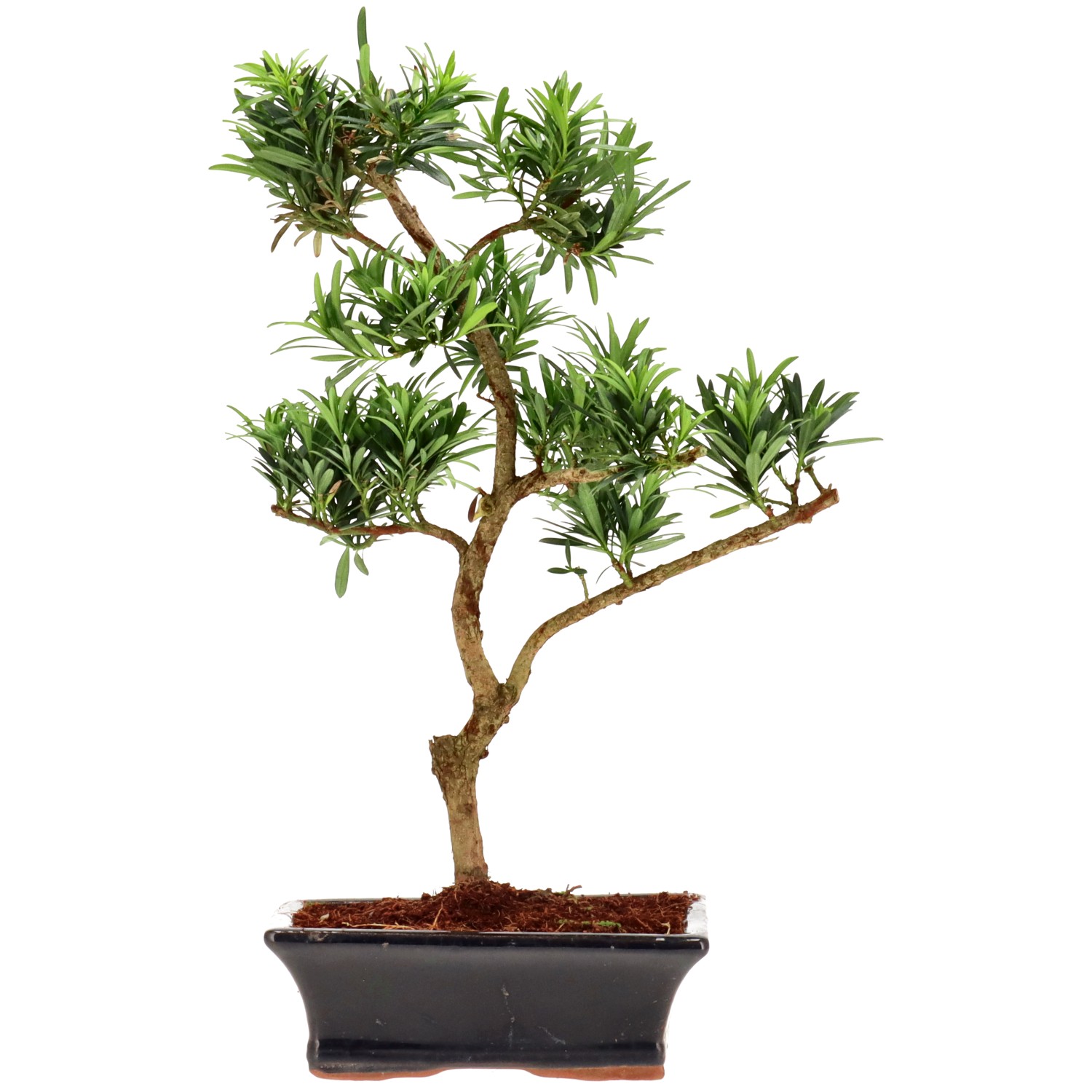 Chin. Steineibe, ca. 10 J. (38 cm)