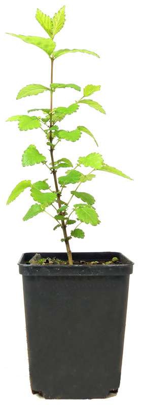Die tibetische Ulme ist eine Seltenheit. Sie wächst im Süden Tibets auf ca. 2.800 m Höhe. Außerhalb Asiens findet man sie nur in botanischen Gärten, z. B. im Morton Arboretum nahe Chicago oder in den Sir Harold Hillier Gardens in Hampshire, England.