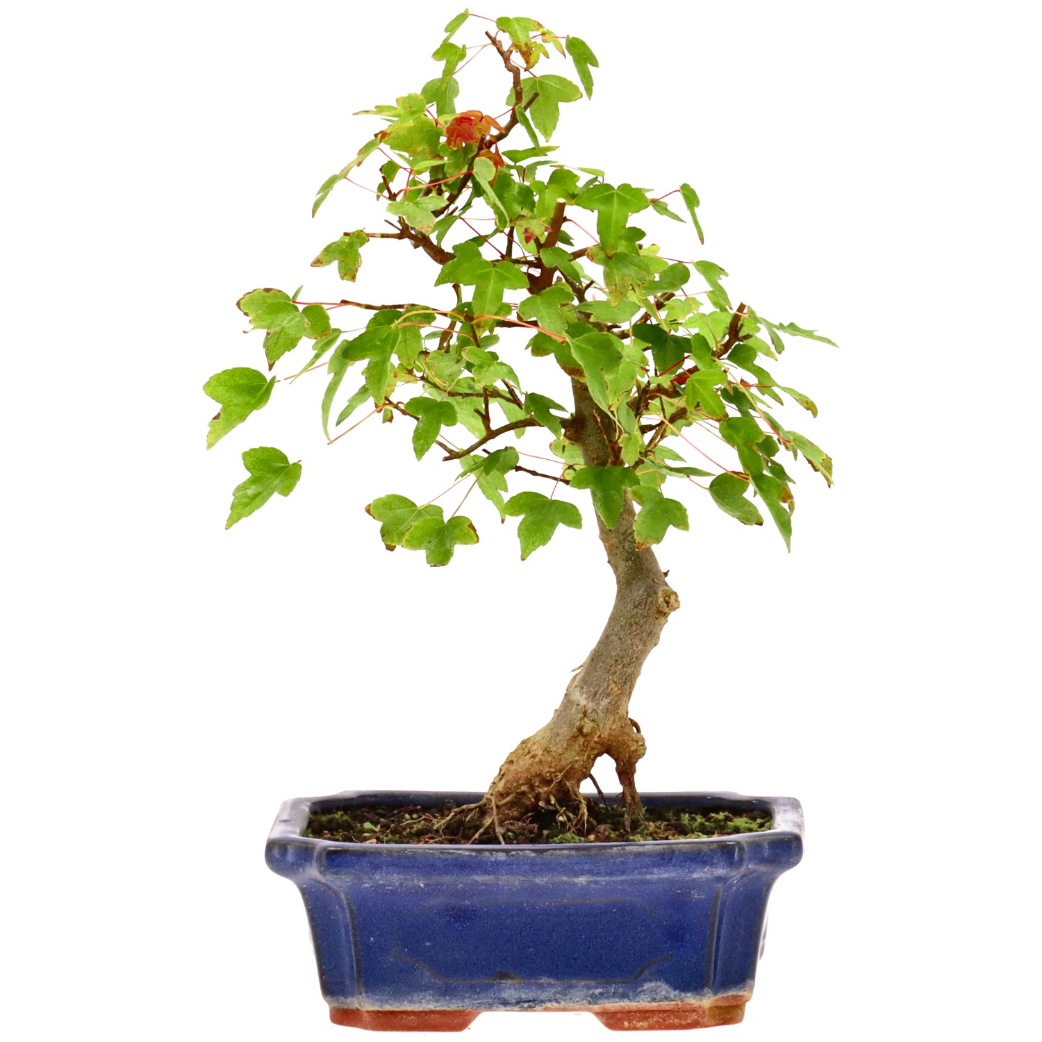 Érable trident, env. 9 ans (26 cm)