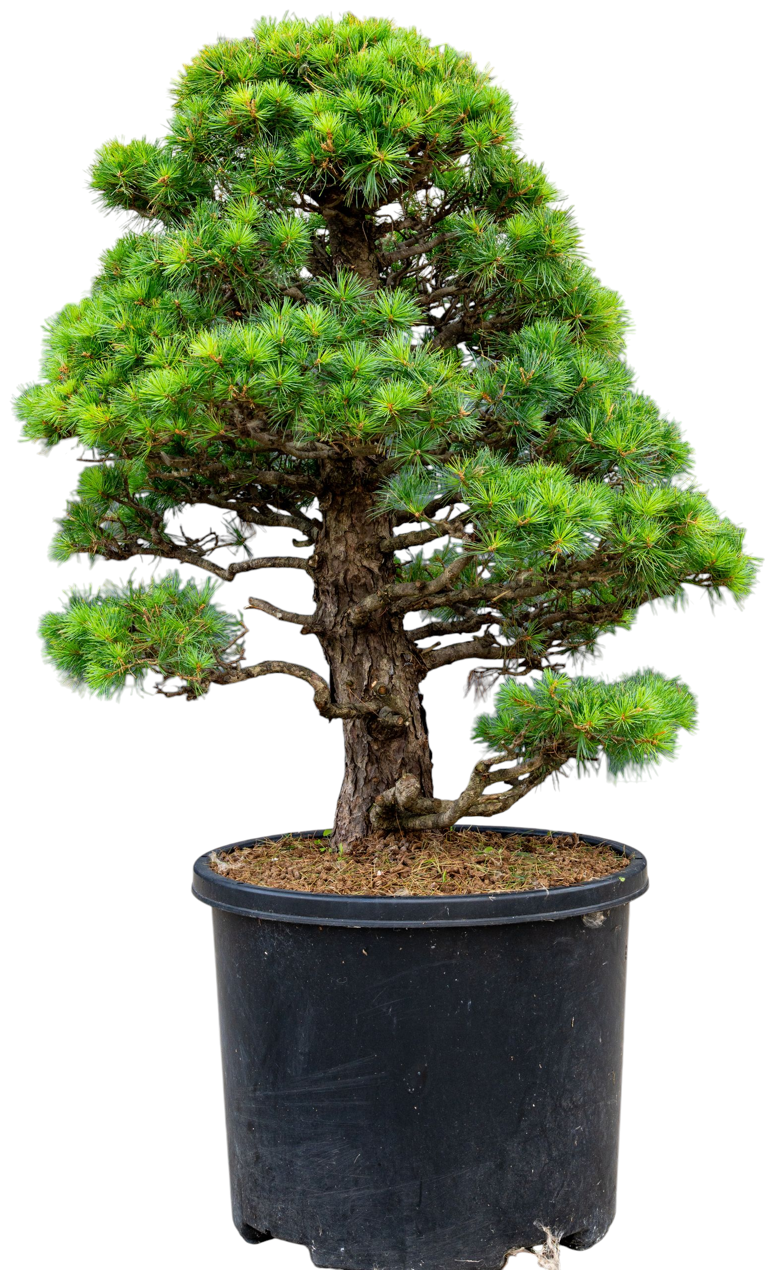 Gardenbonsai - Pine tree, approx. 30 years (95 cm)