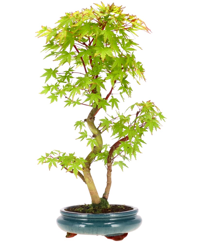 bonsai.fallbackImageTitle bonsai.fallbackImageTitle