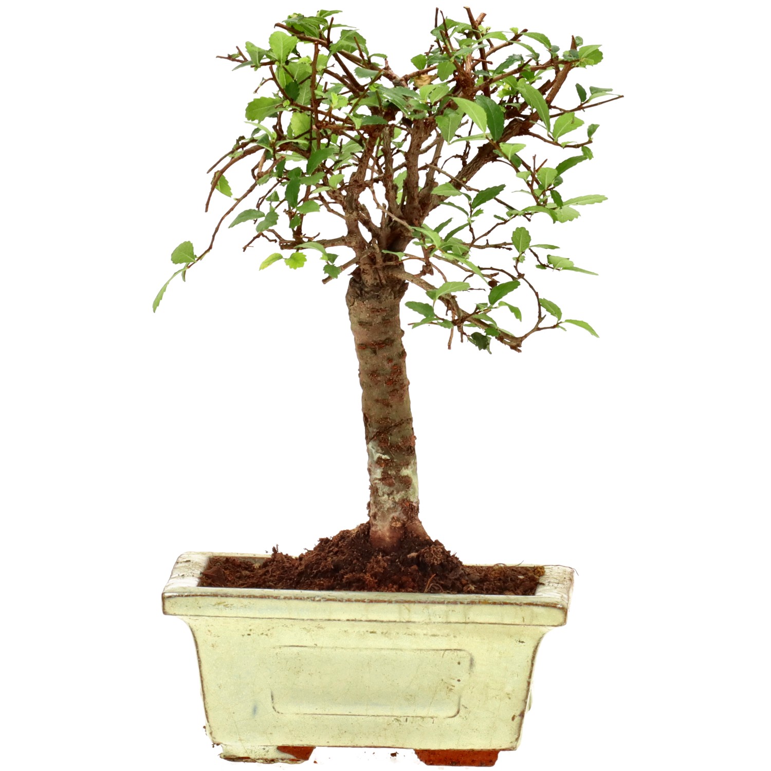 Chinese elm, approx. 6 y. (17 cm)