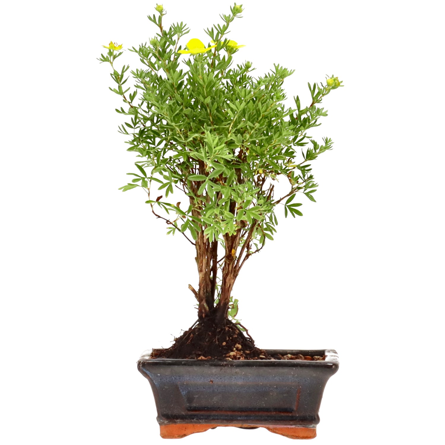 Shrubby cinquefoil, approx. 4 y. (26 cm)
