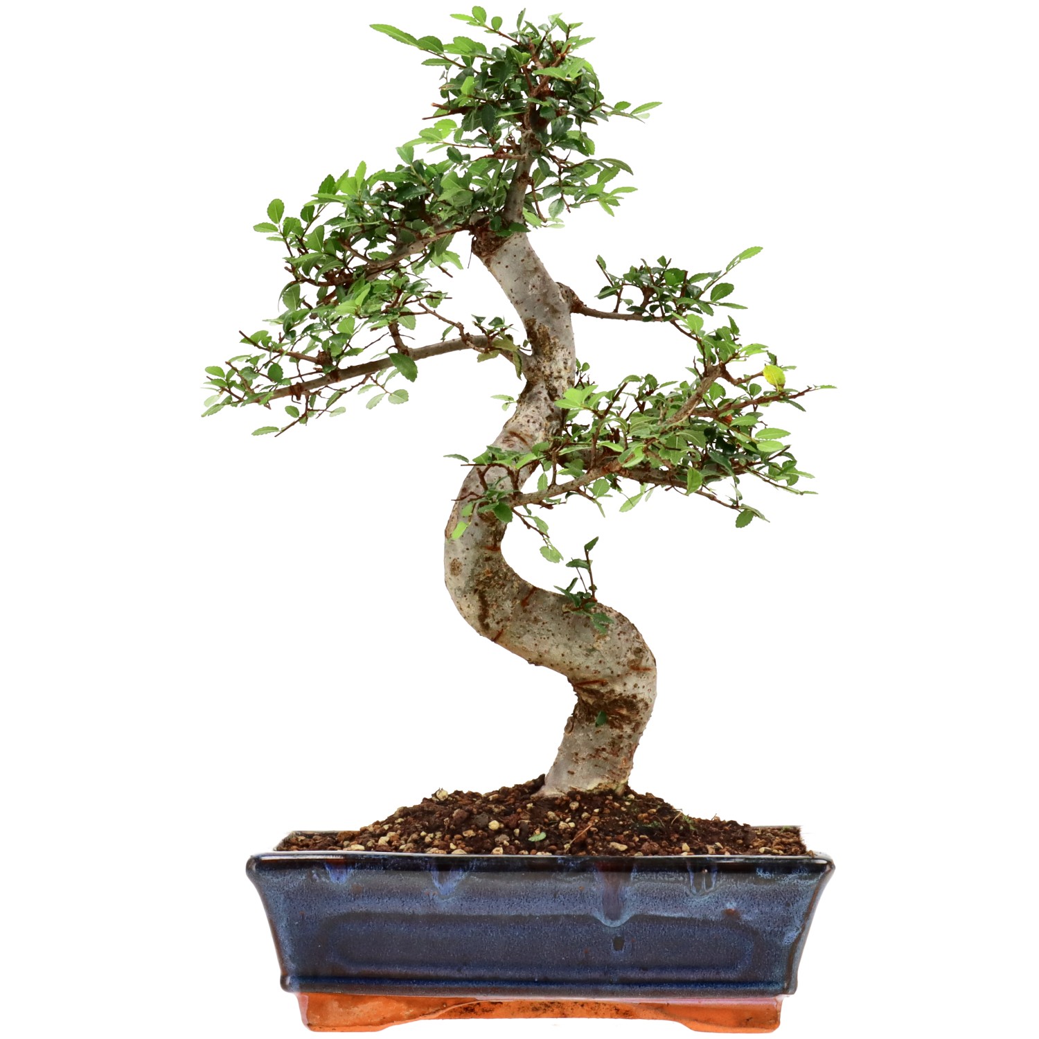 Chinese elm, approx. 12 y. (34 cm)