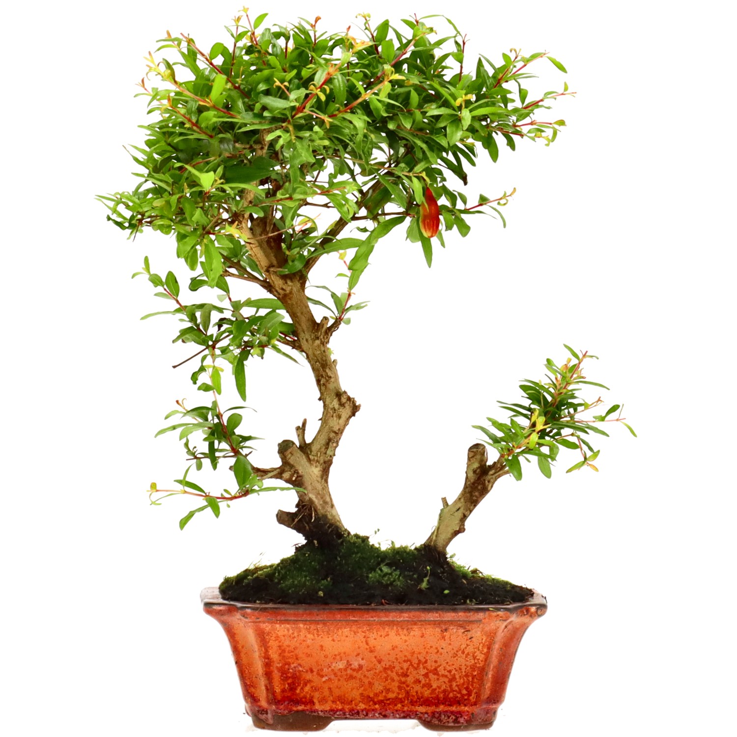 Melograno, ca. 8 anni (25 cm)