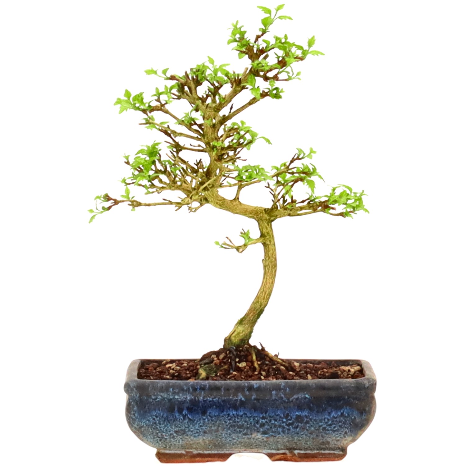 [K023] Premna japonica, approx. 9 years
