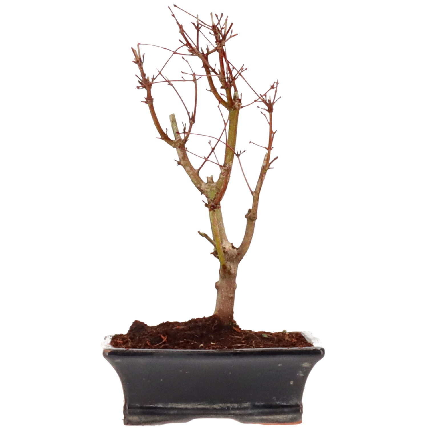 Acero palmato (Katsura), ca. 10 anni (29 cm)