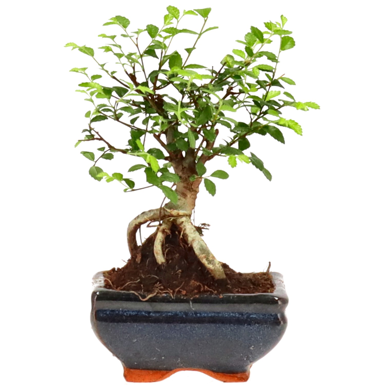 Olmo cinese, ca. 6 anni (17 cm)