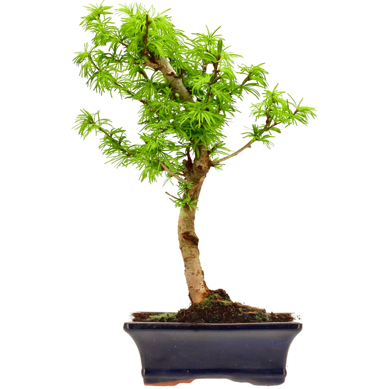 Goldlärche, ca. 10 J. (32 cm)