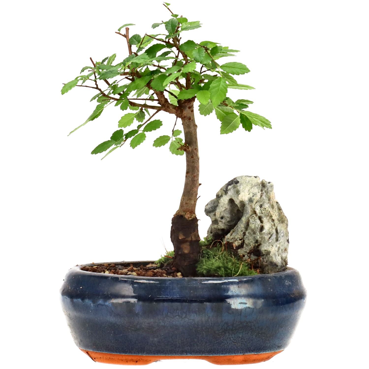 Orme de Chine, env. 6 ans (17 cm)