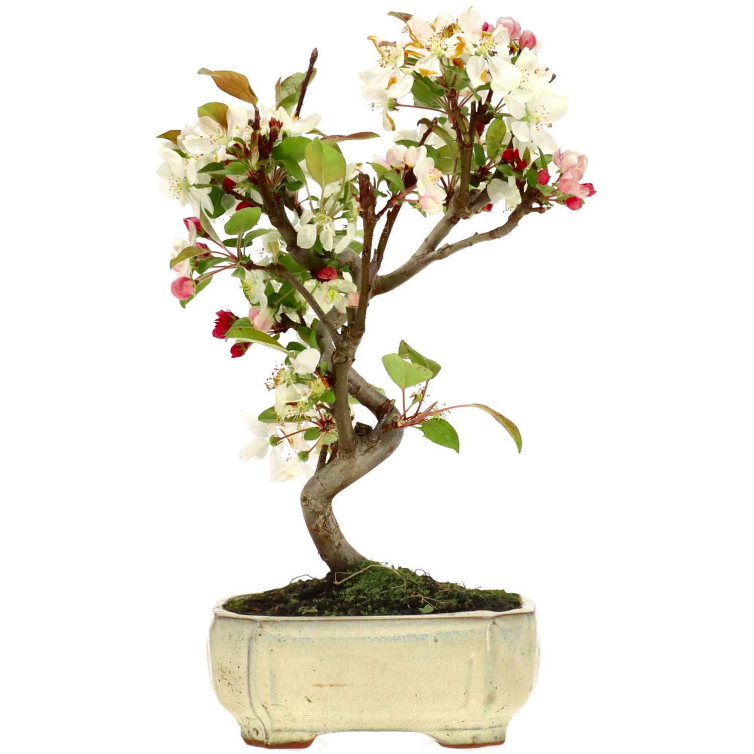 Pommier d’ornement, env. 8 ans (30 cm)