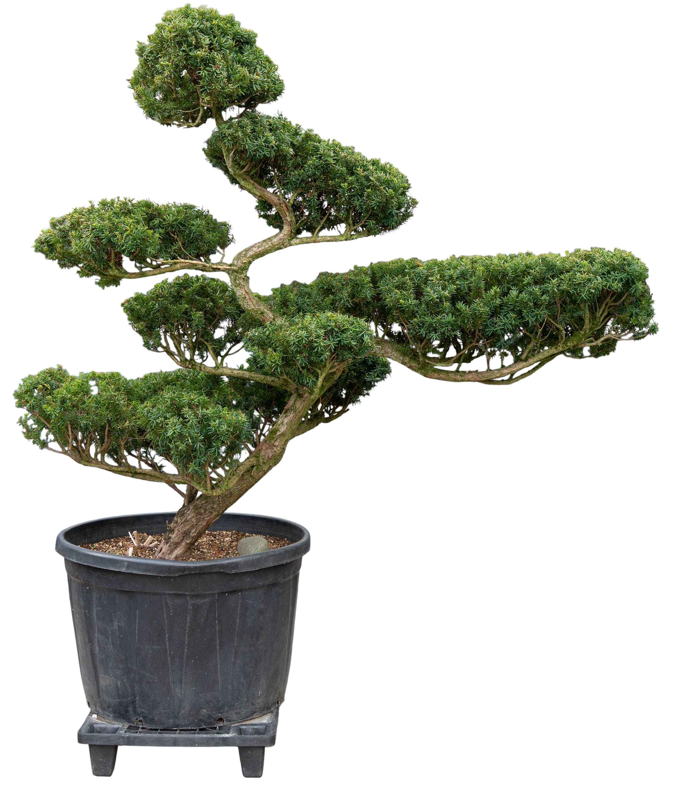 Gartenbonsai - Taxus cuspidata, ca. 40 Jahre (180 cm)