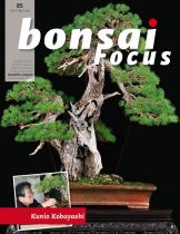 Bonsai-Focus 2017 (85), Mai/Juni Bonsai-Focus 2017 (85), Mai/Juni
