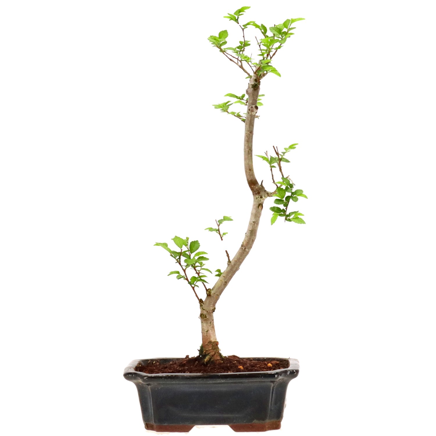 Amerikanische Ulme, ca. 5 J. (37 cm)