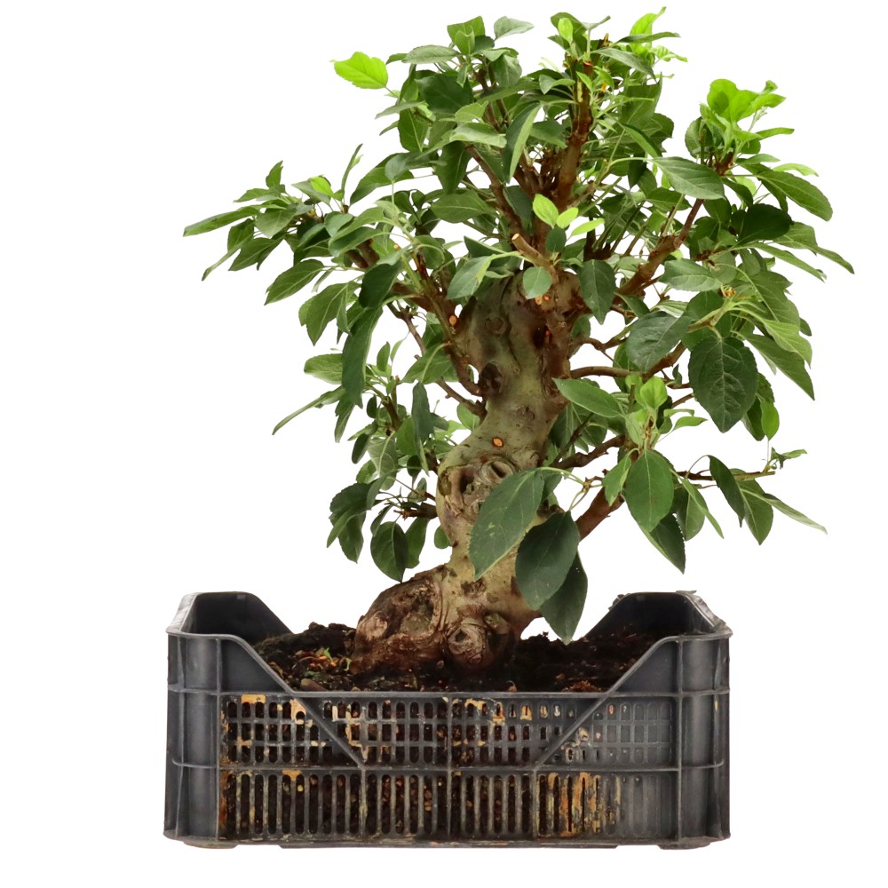 bonsai.fallbackImageTitle