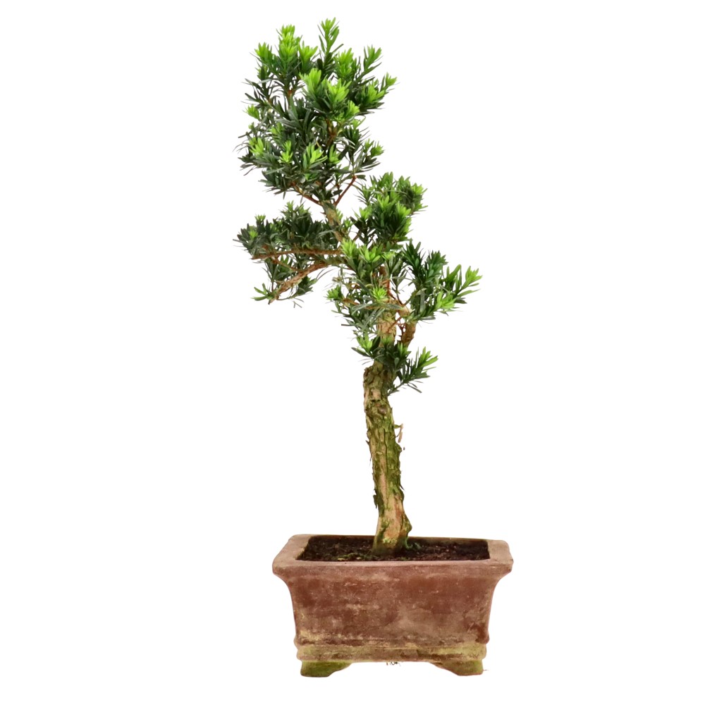 bonsai.fallbackImageTitle