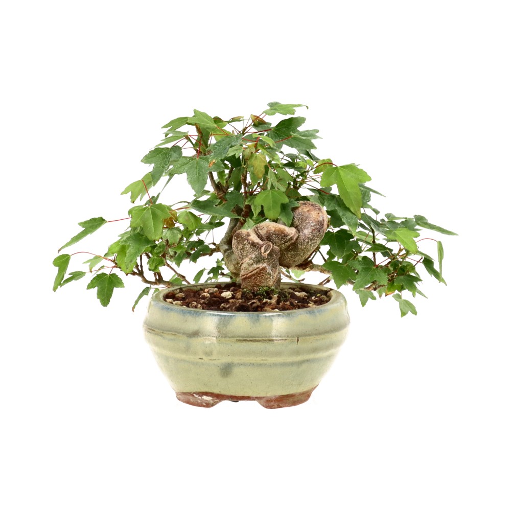 bonsai.fallbackImageTitle bonsai.fallbackImageTitle