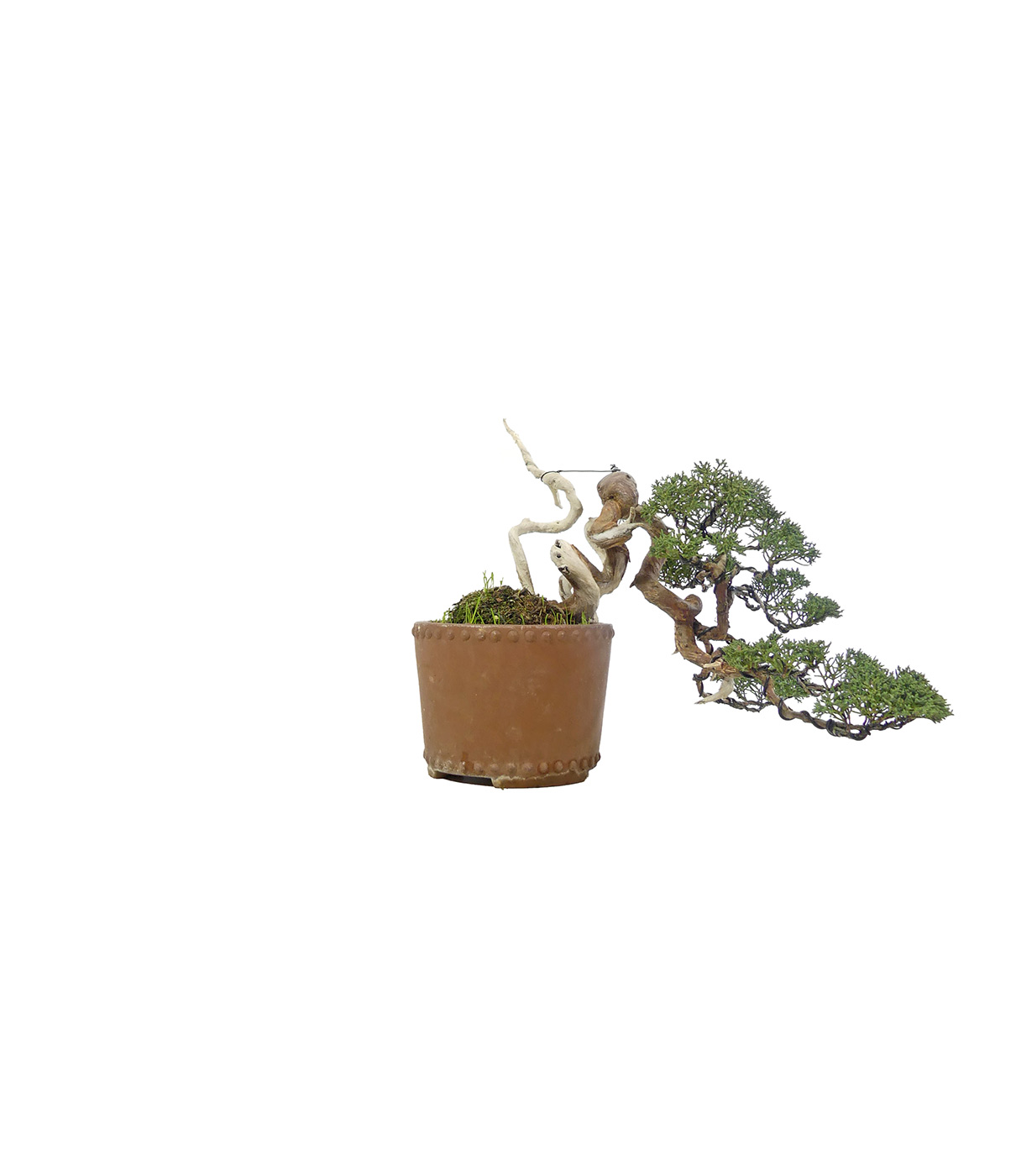 bonsai.fallbackImageTitle bonsai.fallbackImageTitle