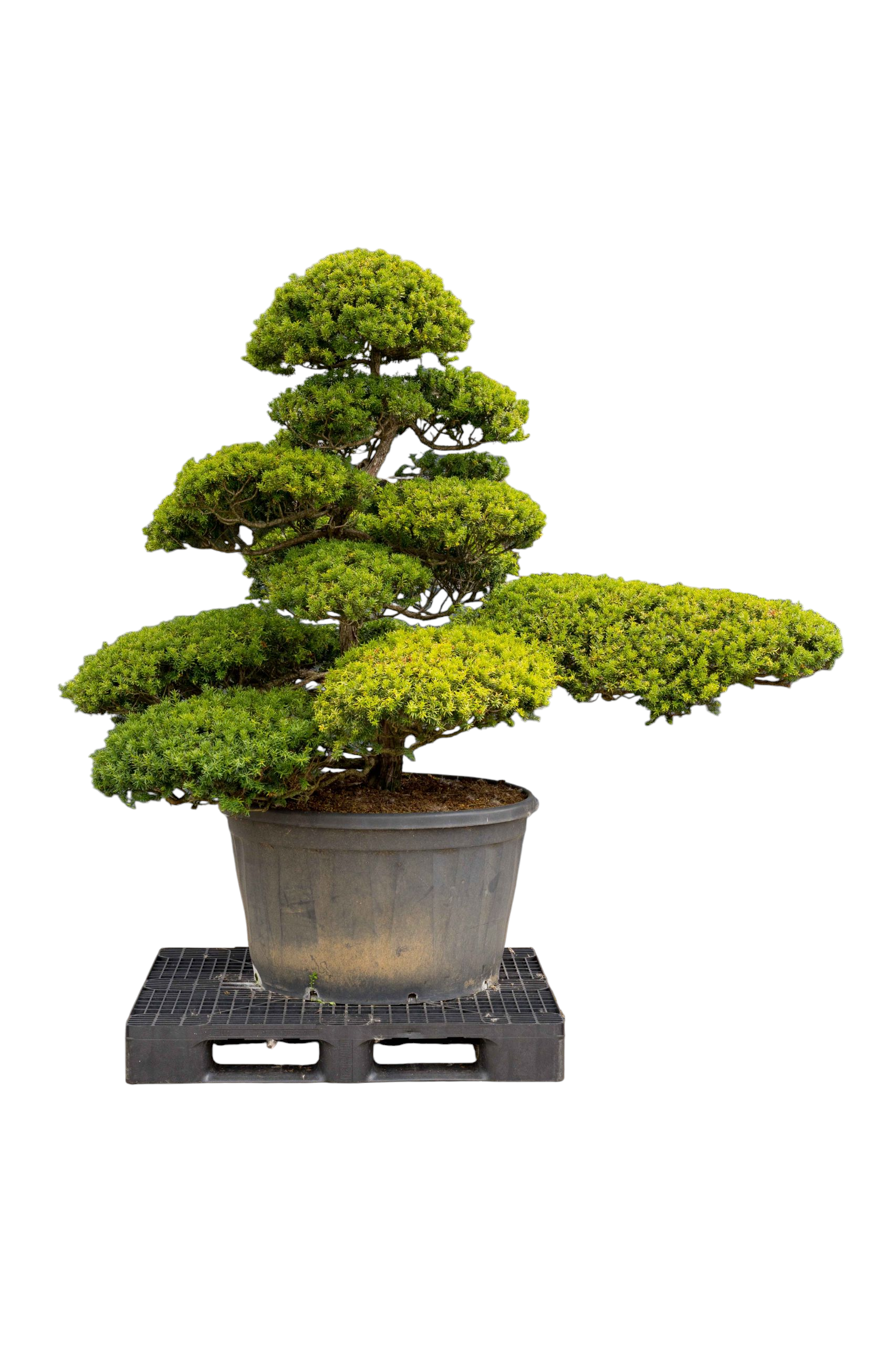 bonsai.fallbackImageTitle
