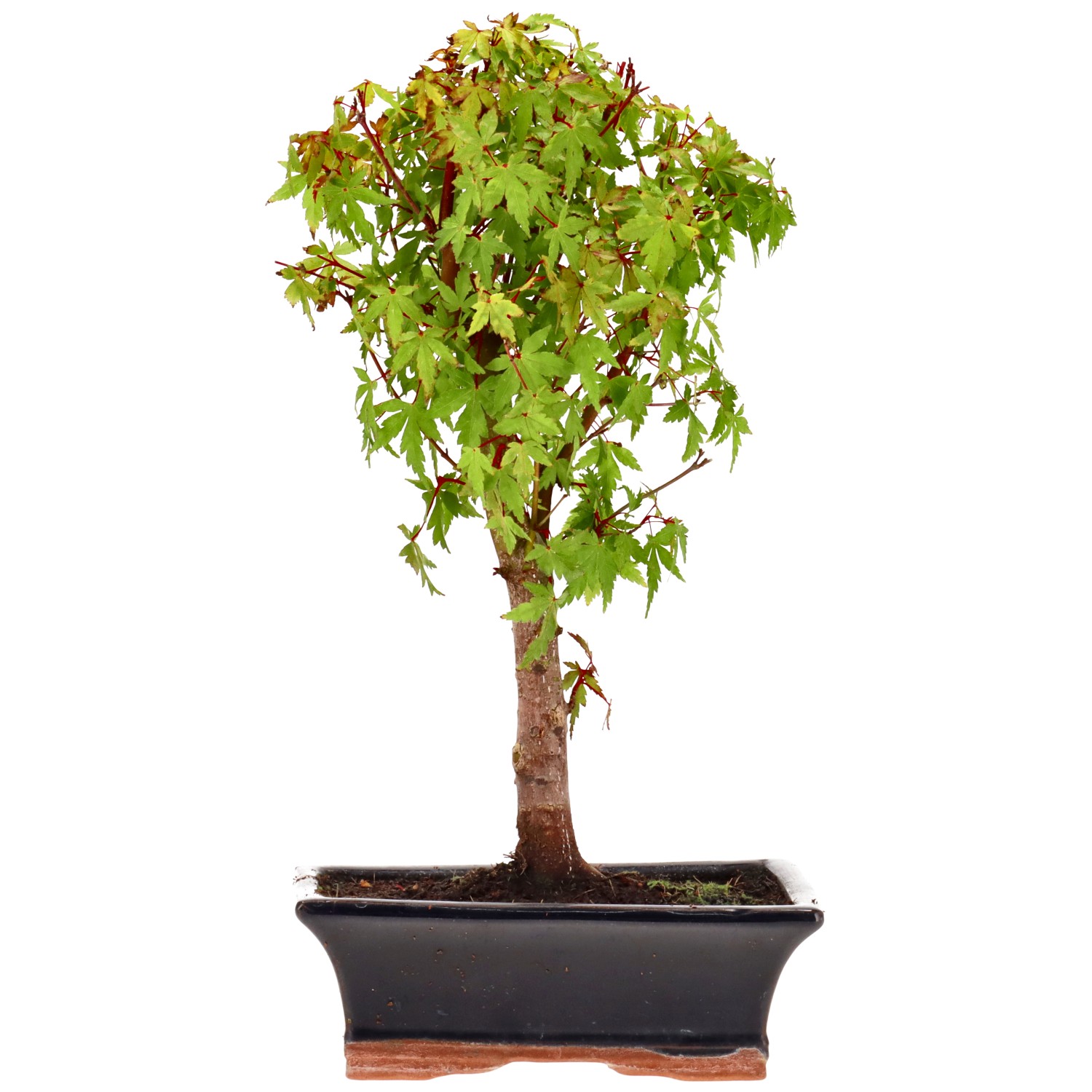 Jap. Maple (Katsura), approx. 9 y. (32 cm)