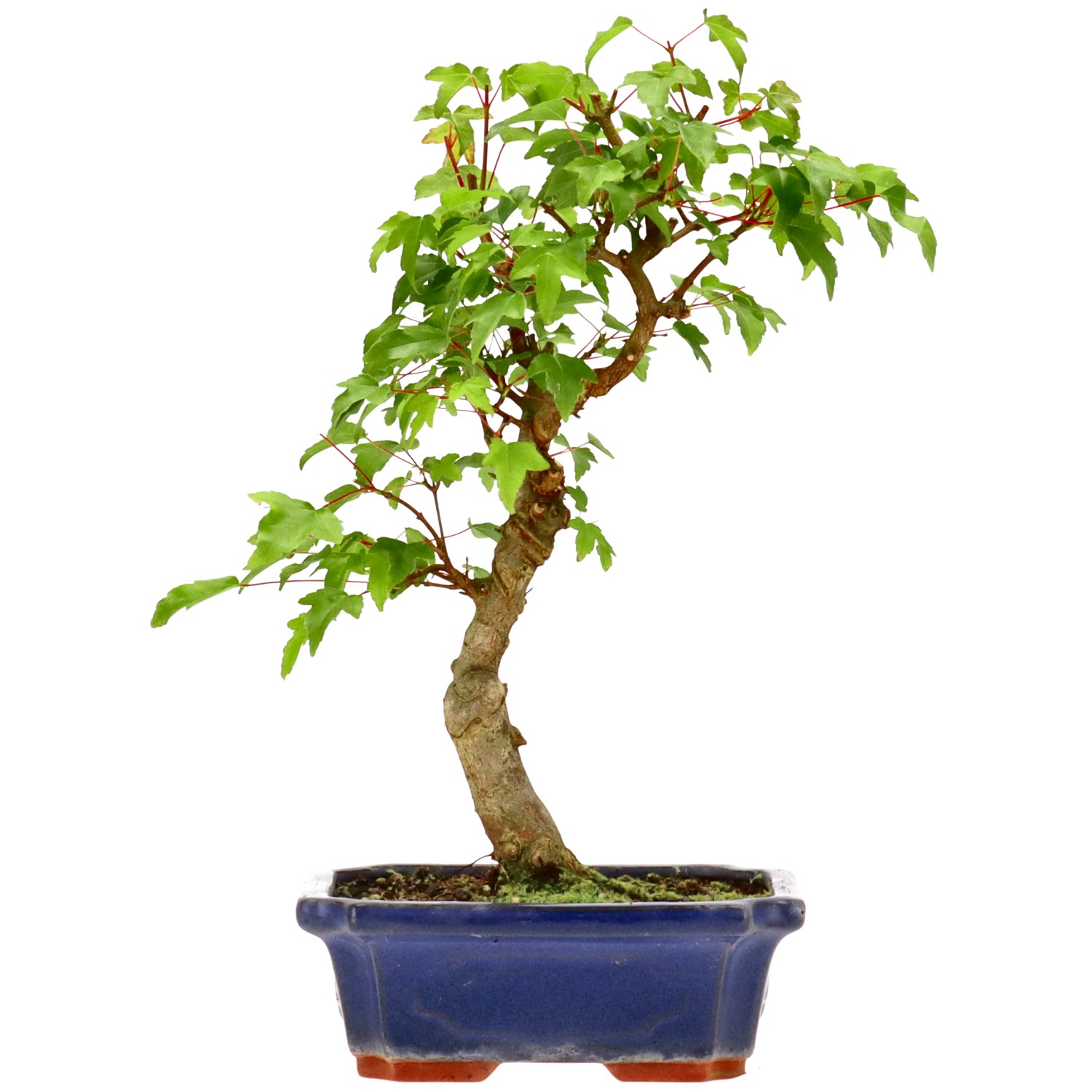 Trident Maple, approx. 7 y. (30 cm)