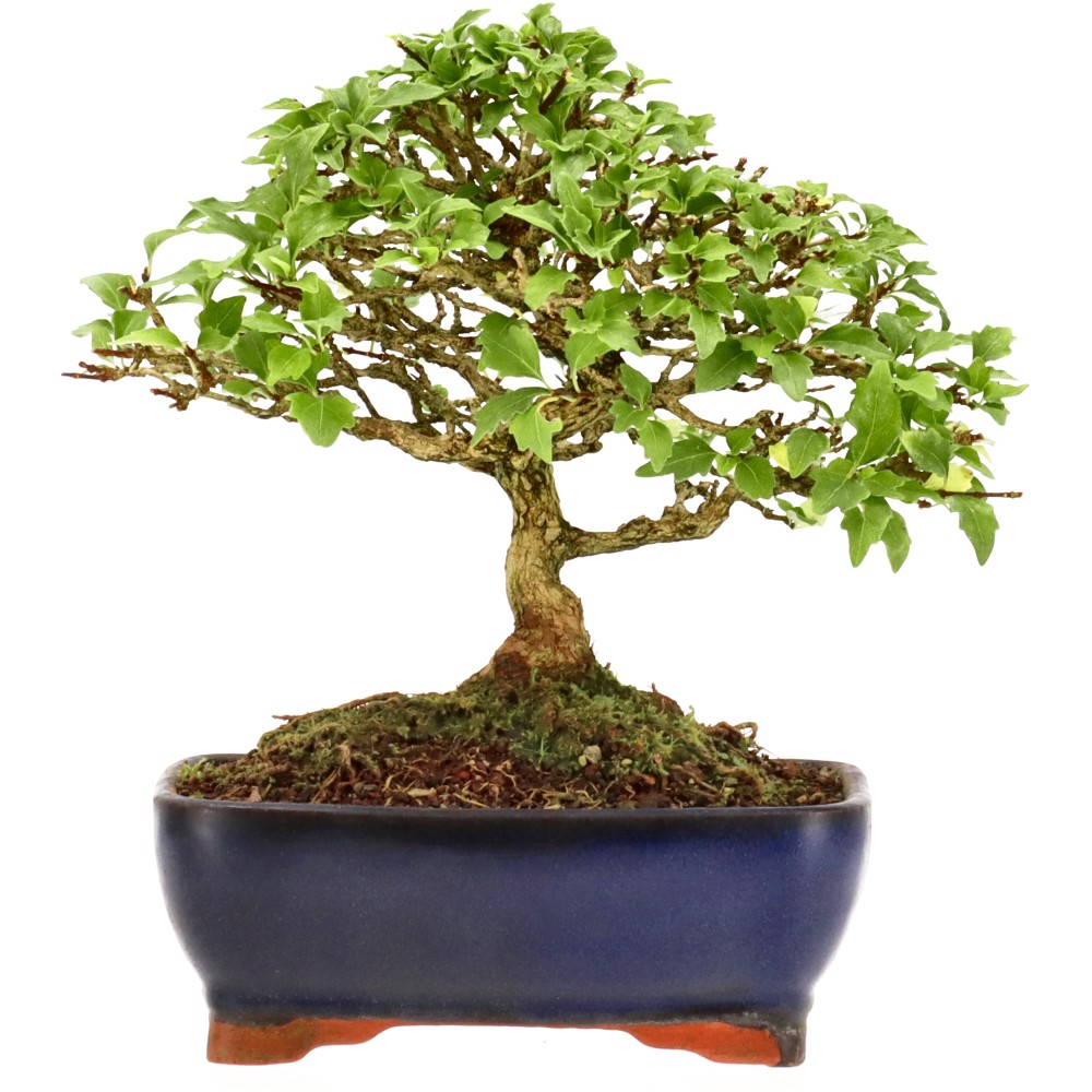 Premna japonica, approx. 14 y. (17 cm)