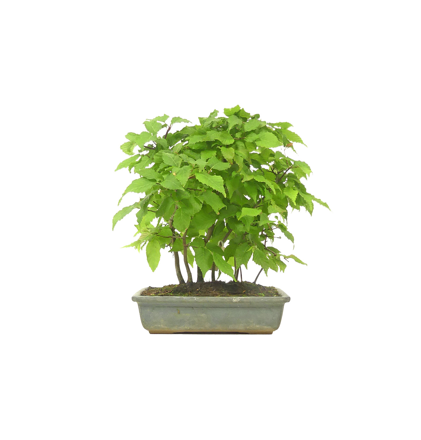 Kor. Hainbuche, ca. 10 Jahre (26 cm)