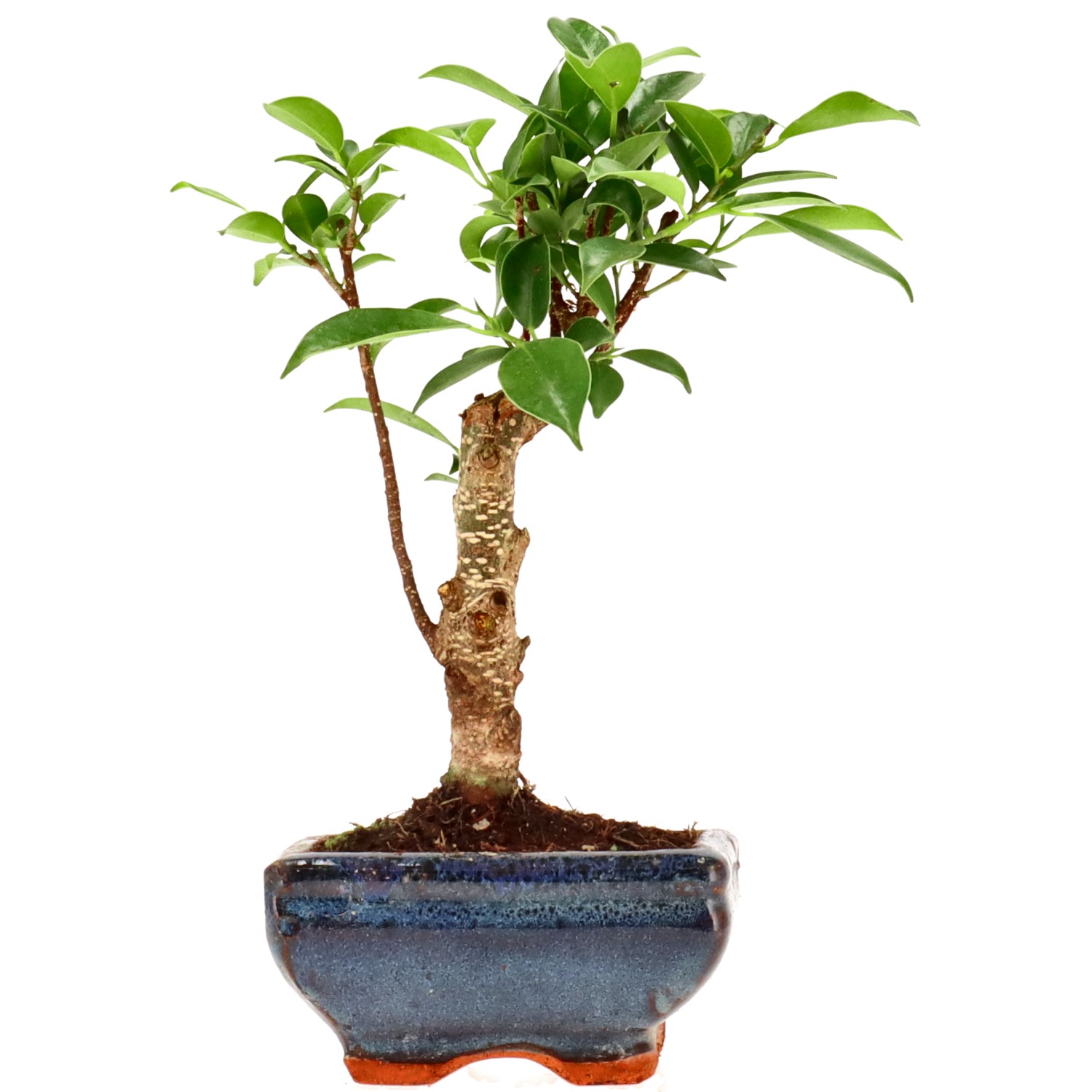 Indian Laurel, approx. 5 y. (20 cm)