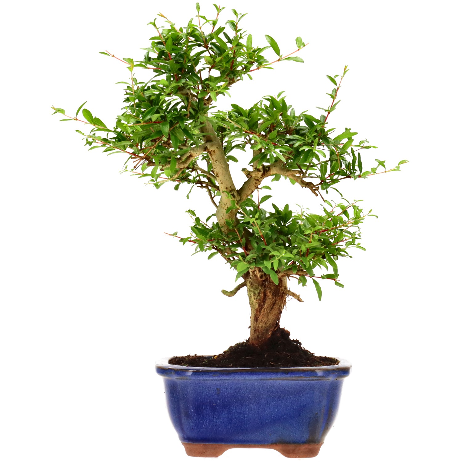 Grenadier commun, env. 9 ans (30 cm)