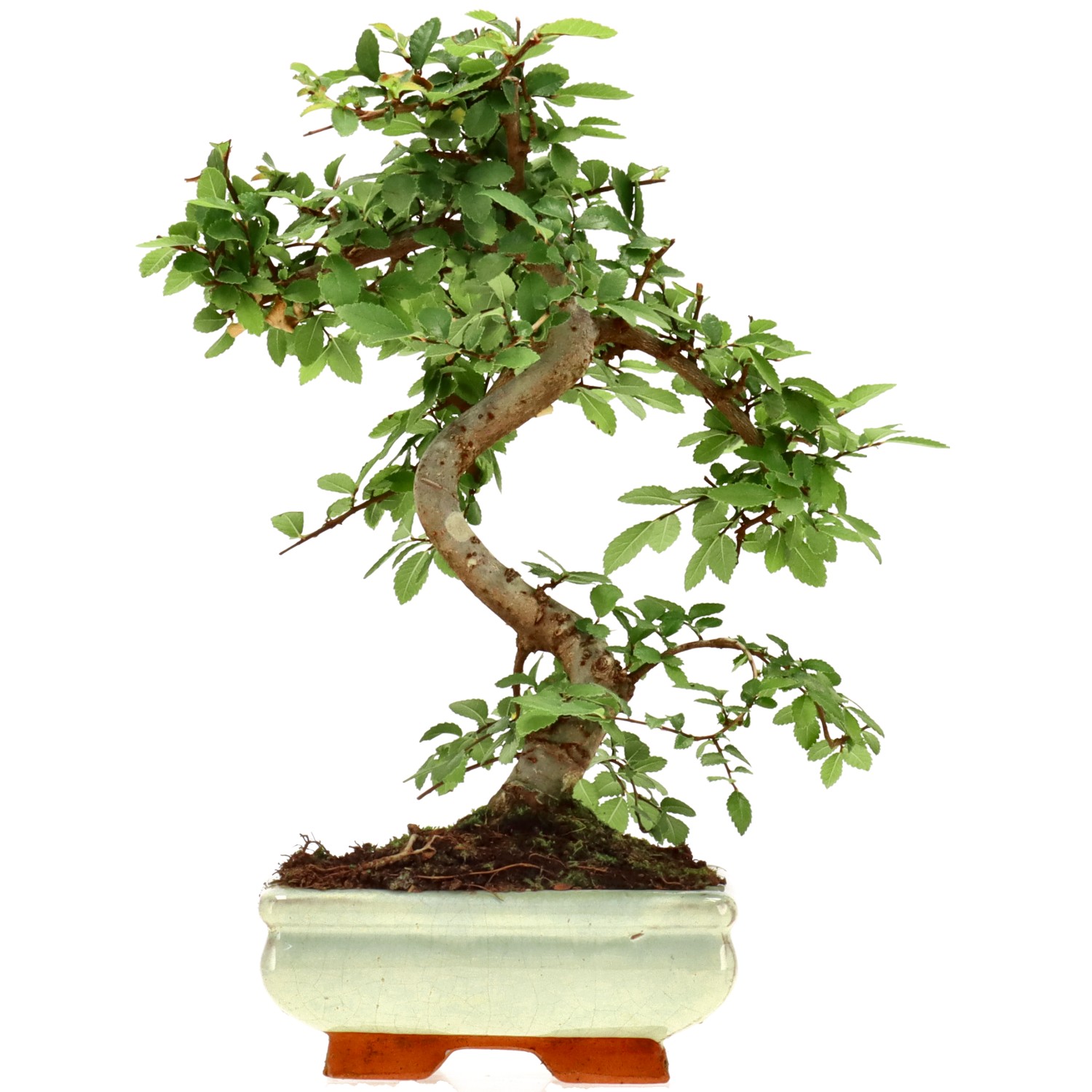 Olmo chino, aprox. 7 años (26 cm)