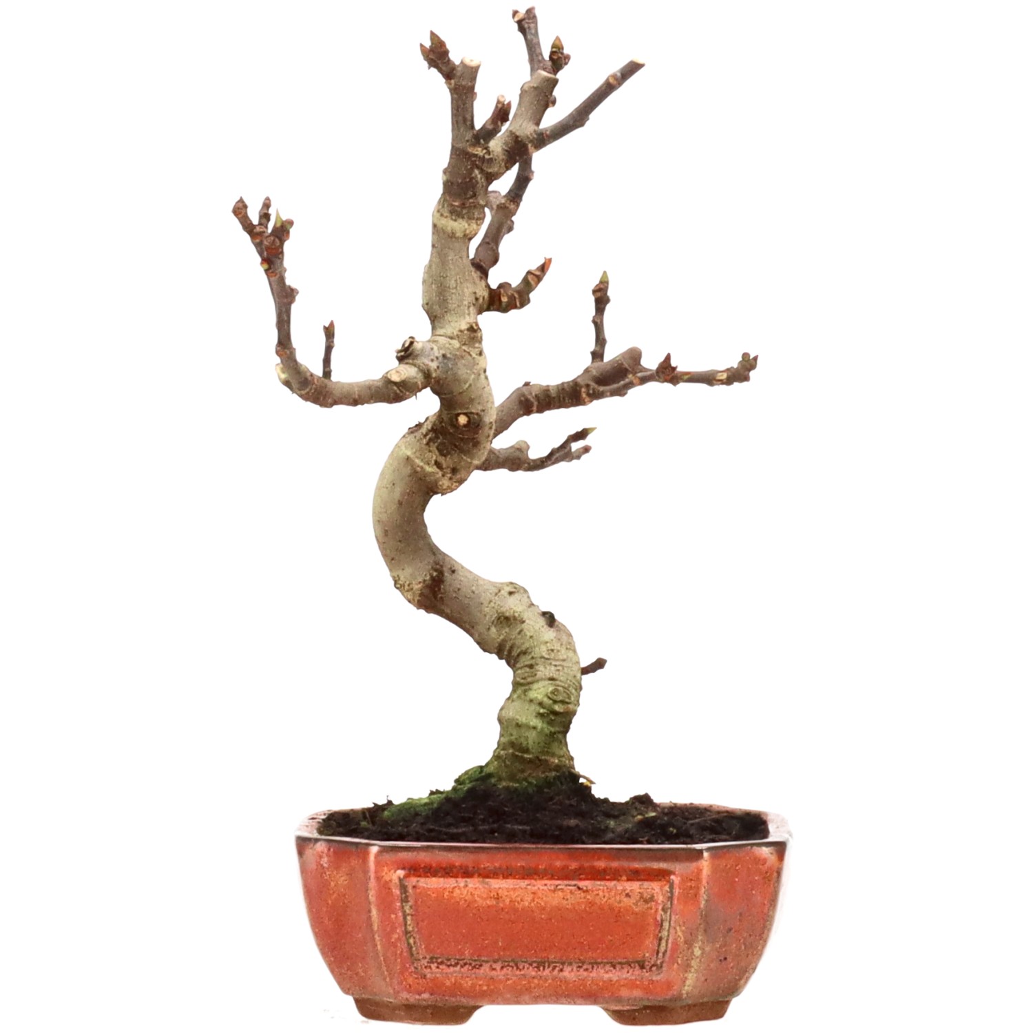 Fruchtfeige, ca. 10 J. (30 cm)