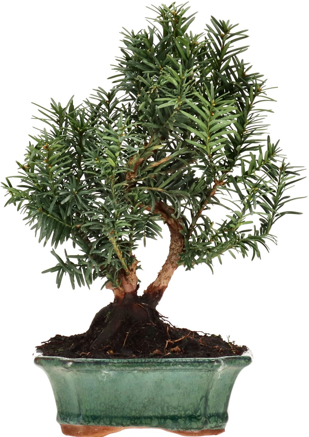 [N017] Bechereibe, ca. 10 Jahre