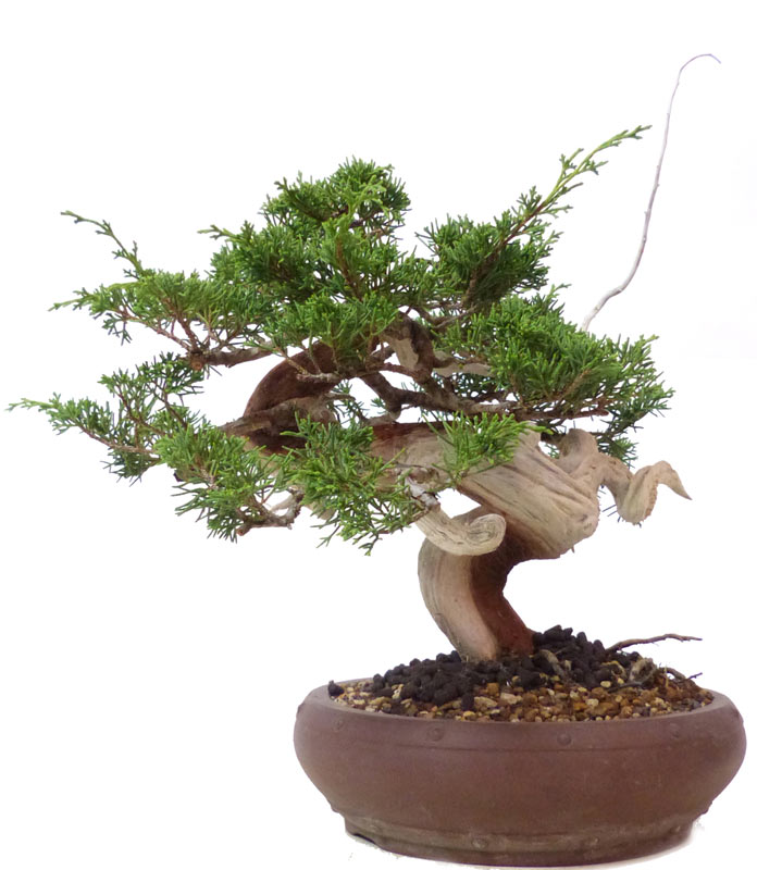 bonsai.fallbackImageTitle bonsai.fallbackImageTitle