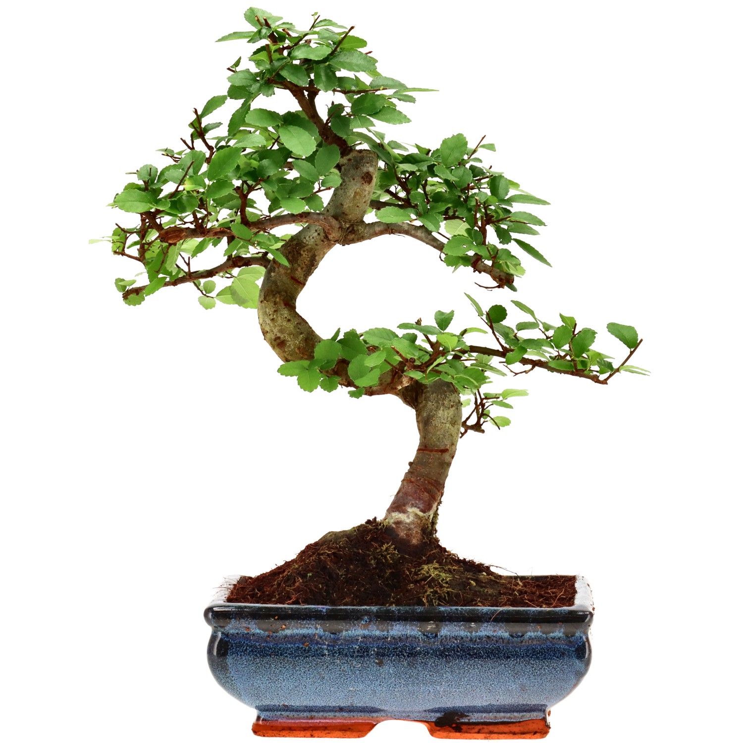 Chin. Ulme, ca. 9 J. (28 cm)