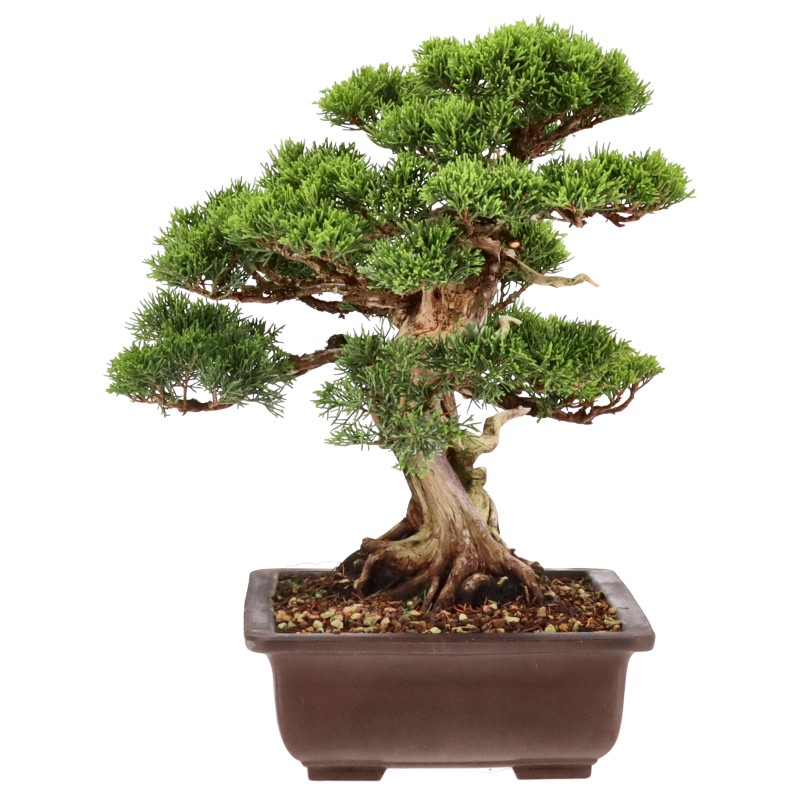 bonsai.fallbackImageTitle bonsai.fallbackImageTitle