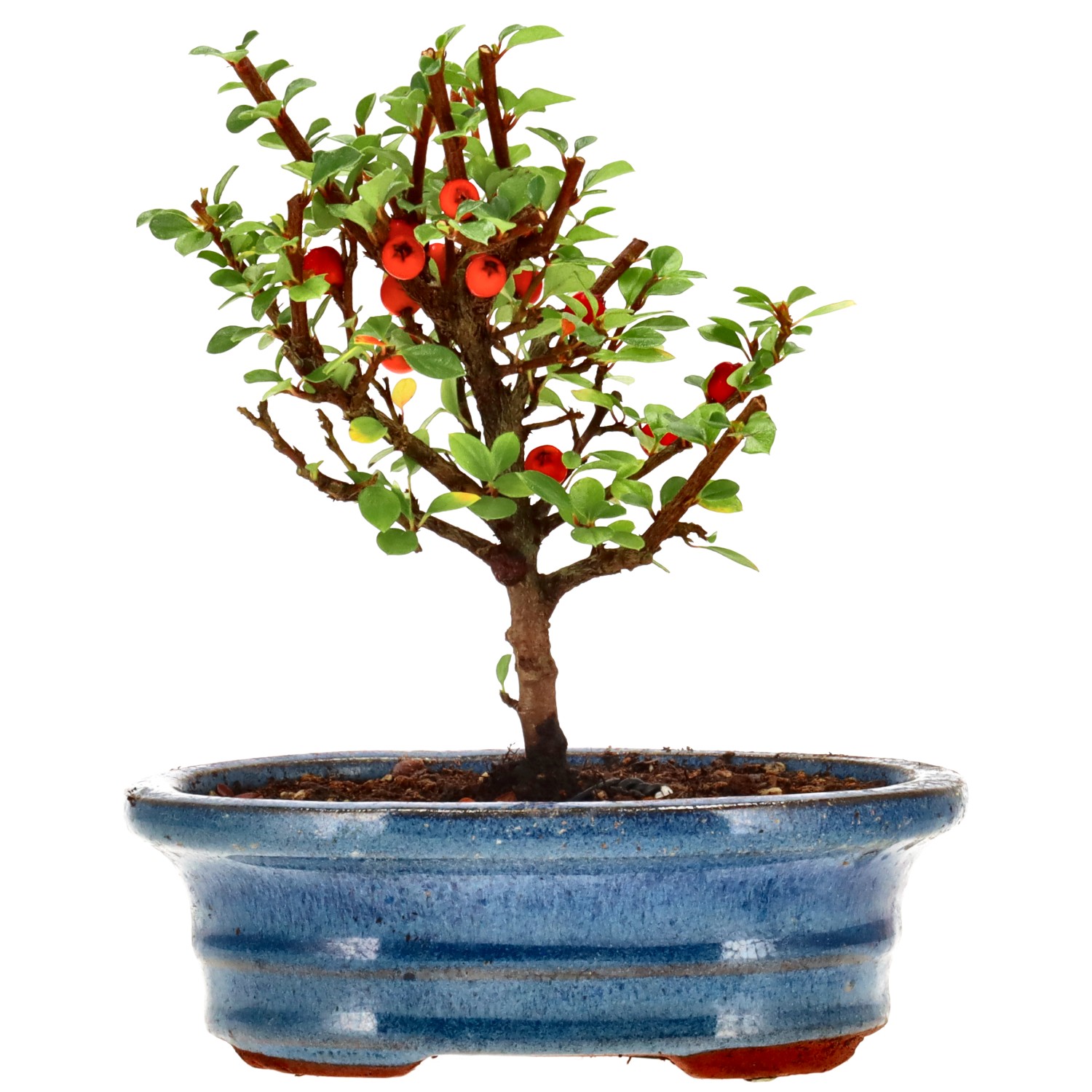 Cotoneaster microphylla, env. 3 ans (14 cm)