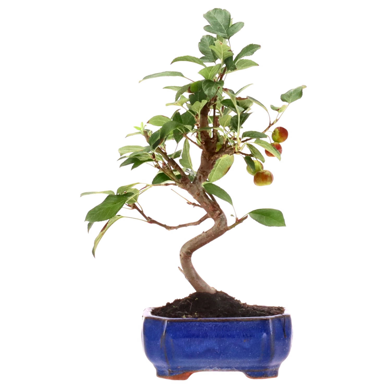 Zierapfel, ca. 8 J. (26 cm)