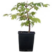 Young plants