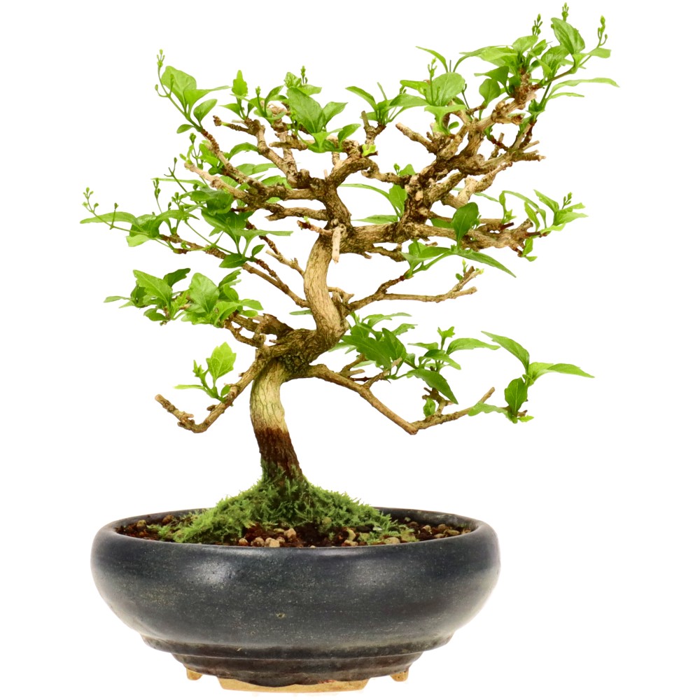 Premna japonica, ca. 12 anni (19 cm)