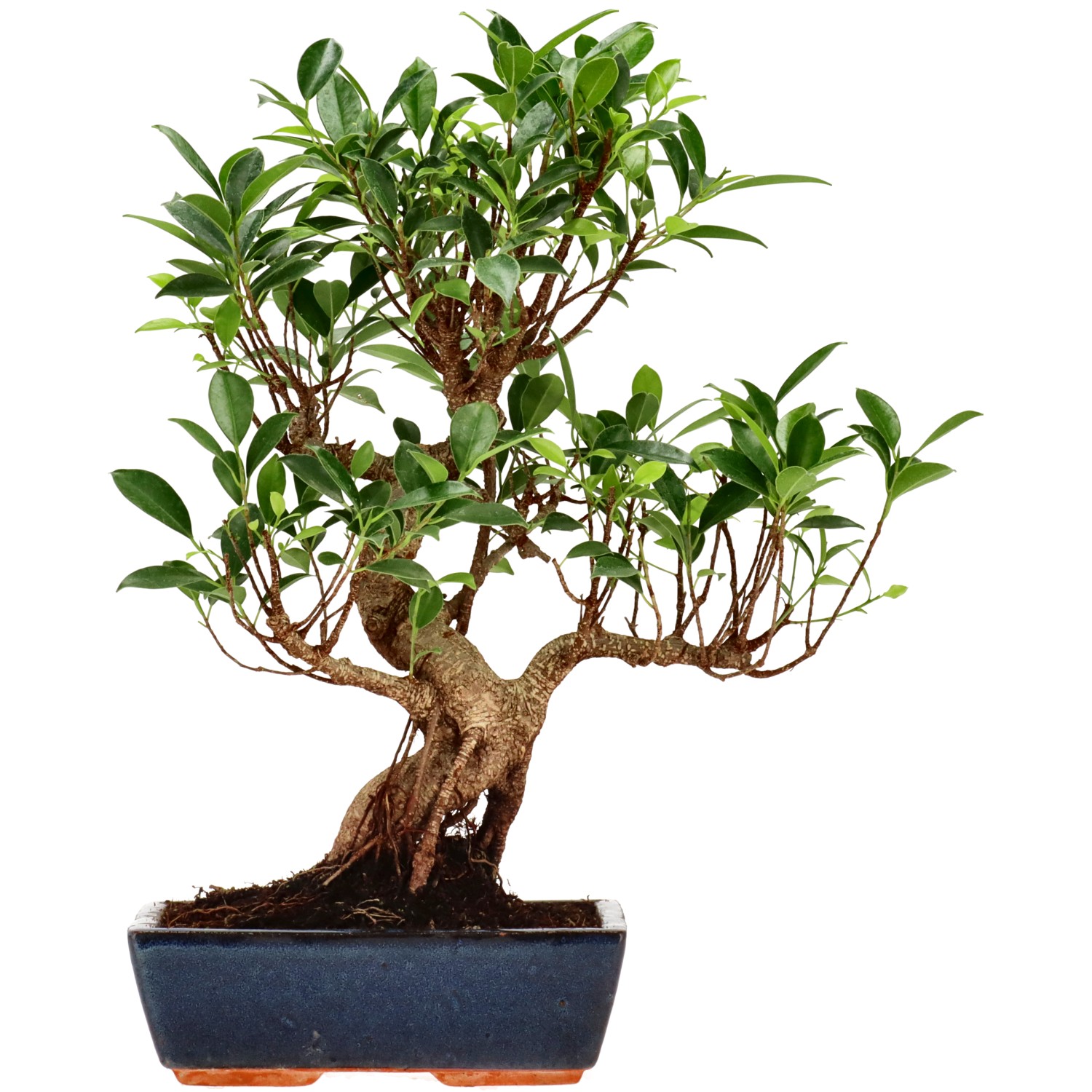 Chin. Feigenbaum (Retusa), ca. 14 J. (41 cm)